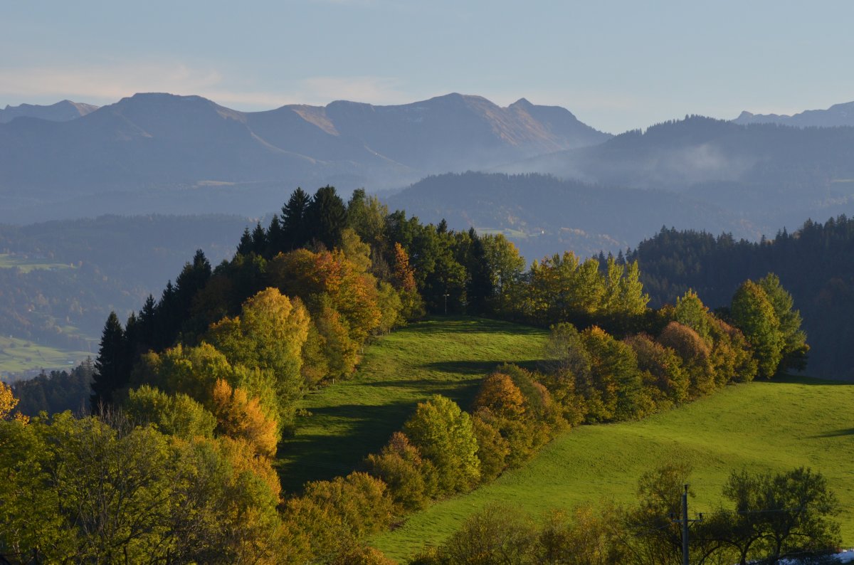Scheidegg LandschaftHäuslings 7563