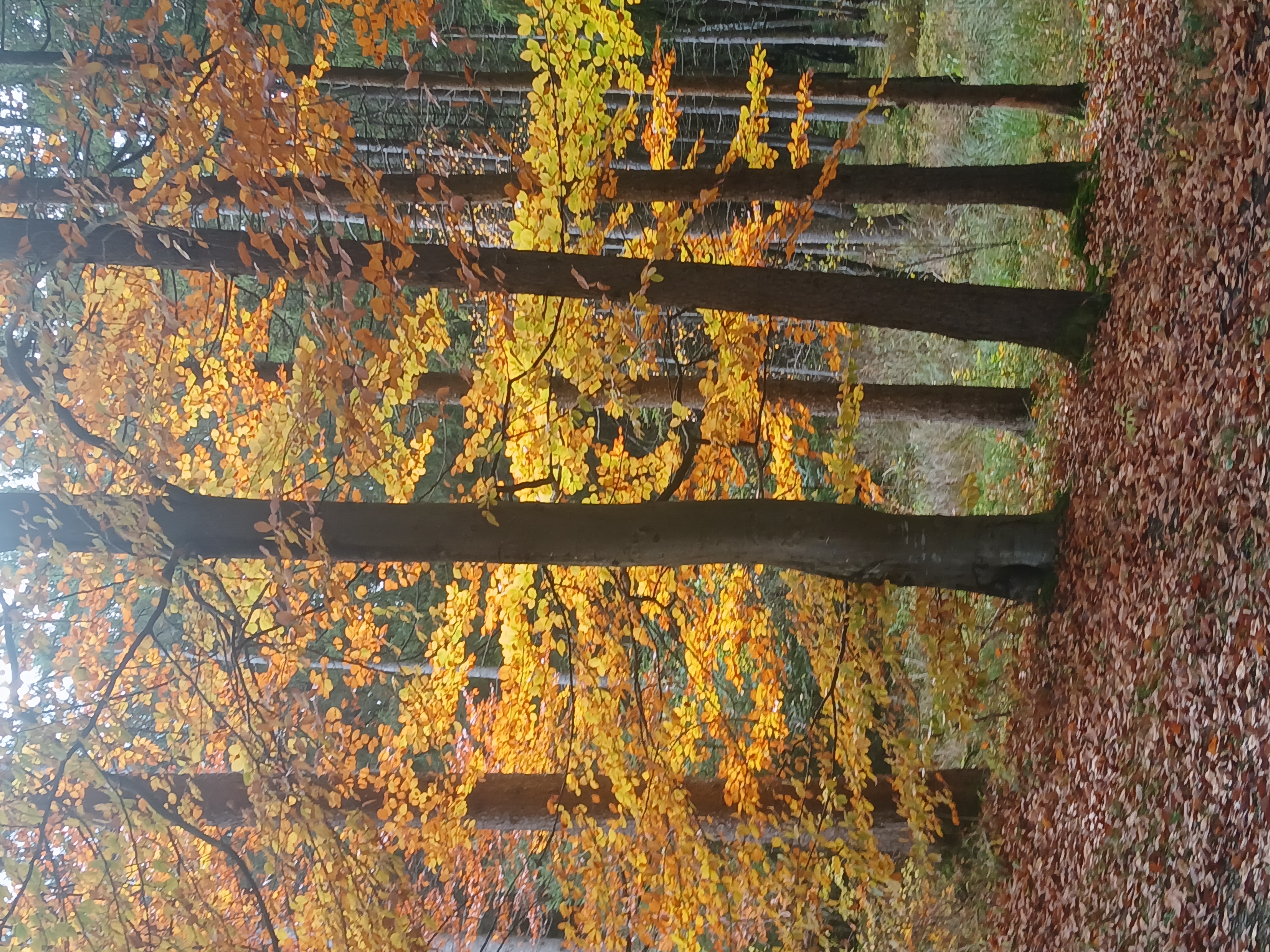 Bild-Gärten-und-Parks-2.jpg Bild-Gärten-und-Parks-2.jpg