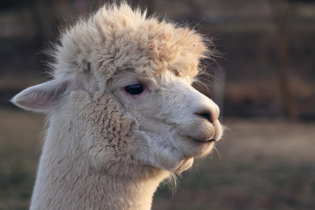 Manfredrichter-llama-6782140