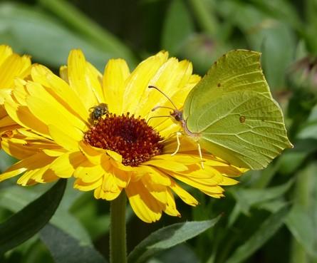 Schmetterling