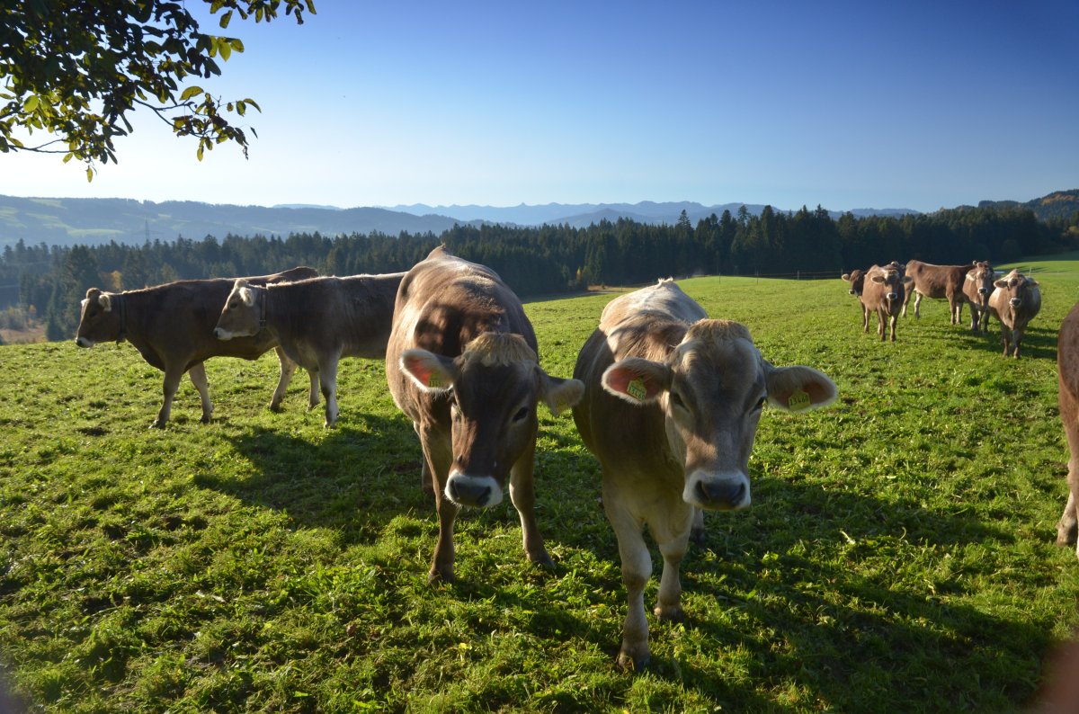 Scheidegg KuhLindenau 7826