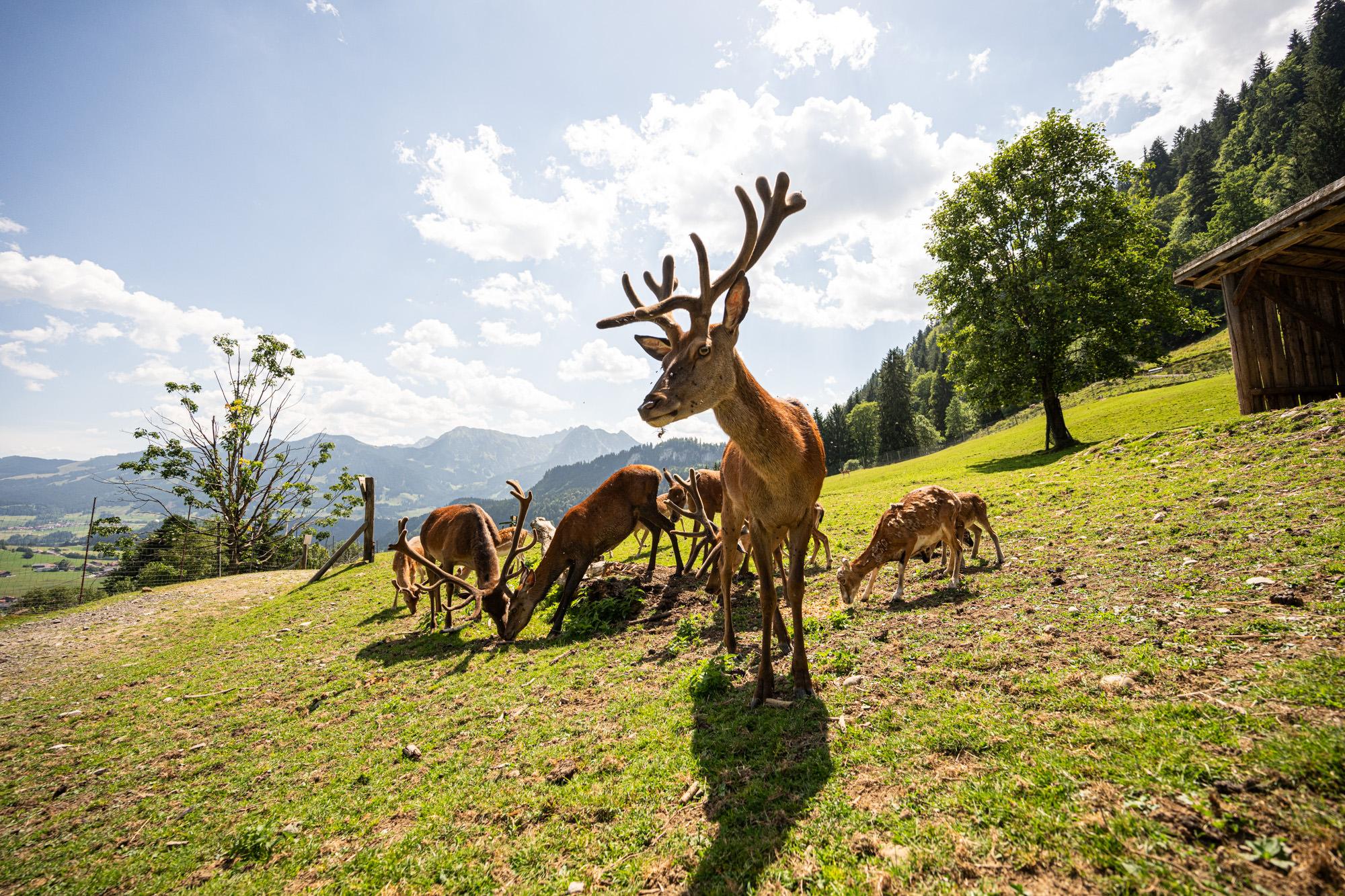 Alpenwildpark Obermaiselstein