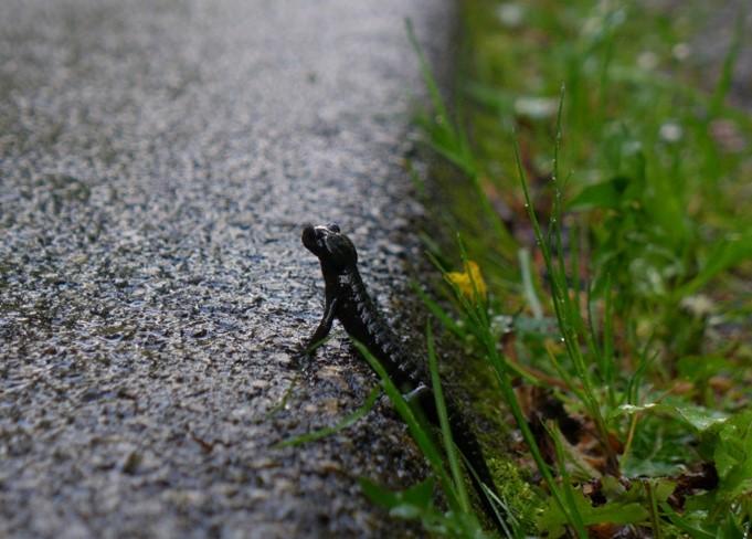 Alpensalamander