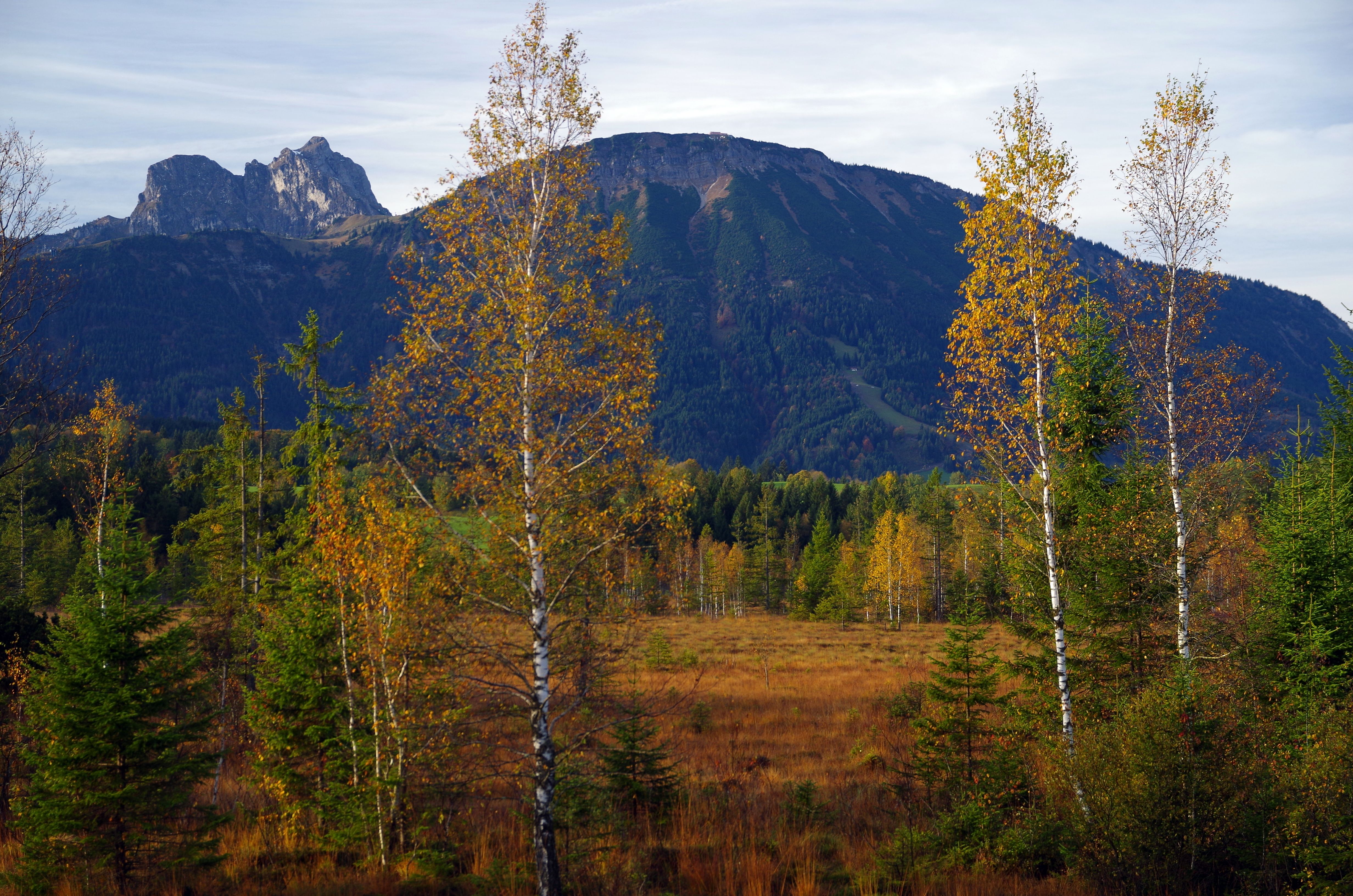 Herbstlich-gefärbte Birken am Hochmoorrand im Allgäuer Wasenmoos