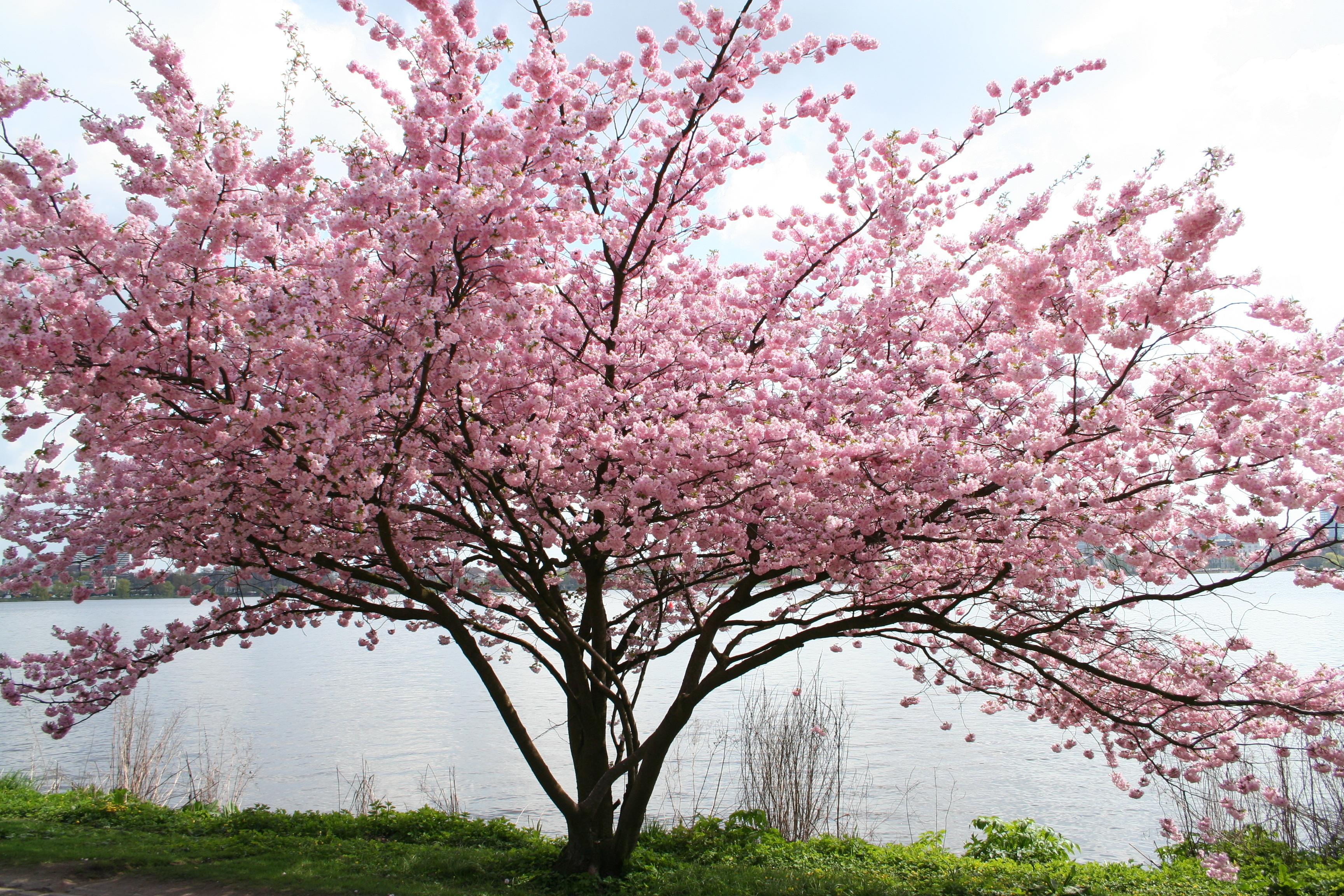 blühender Baum