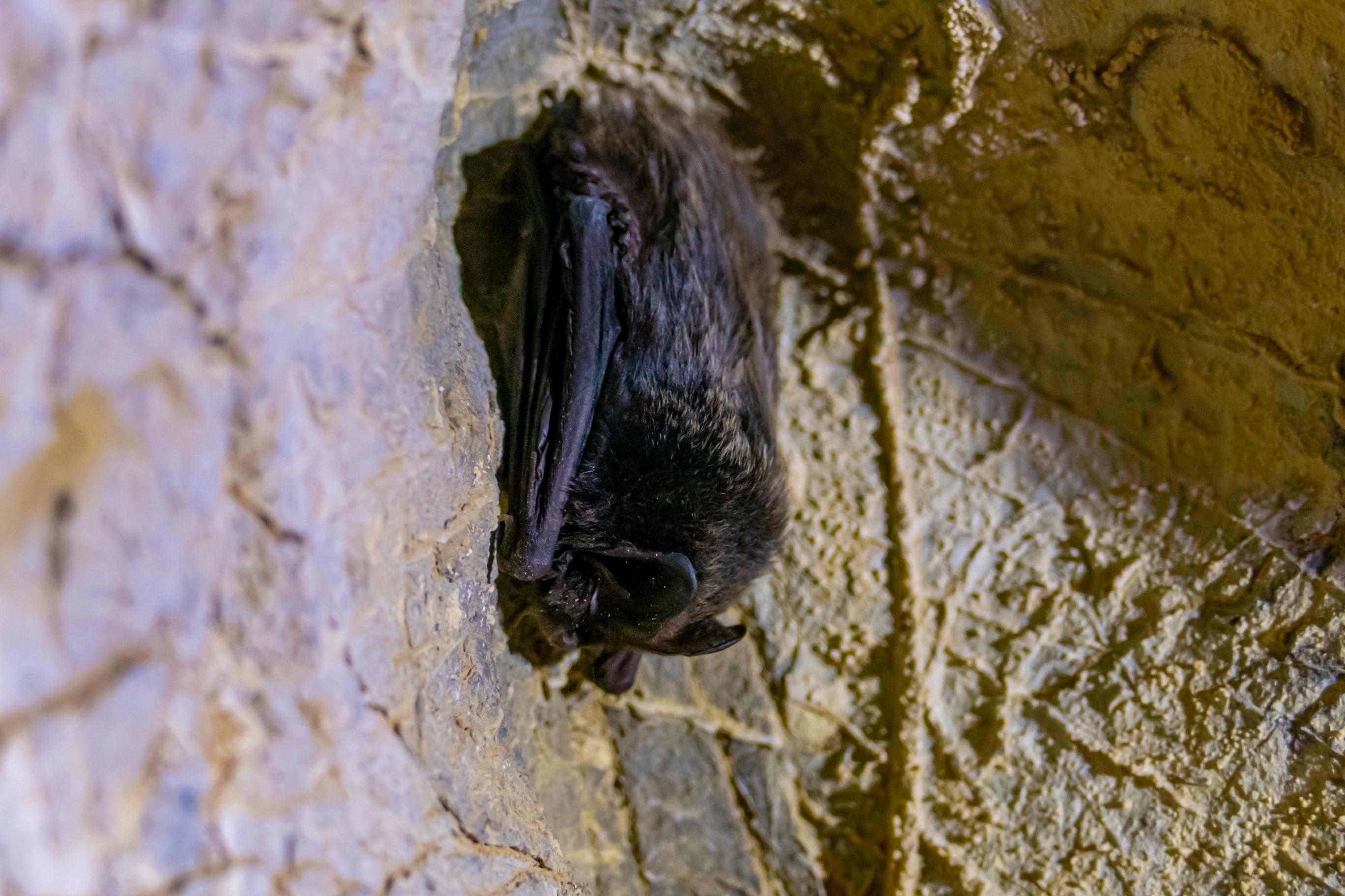 Fledermaus