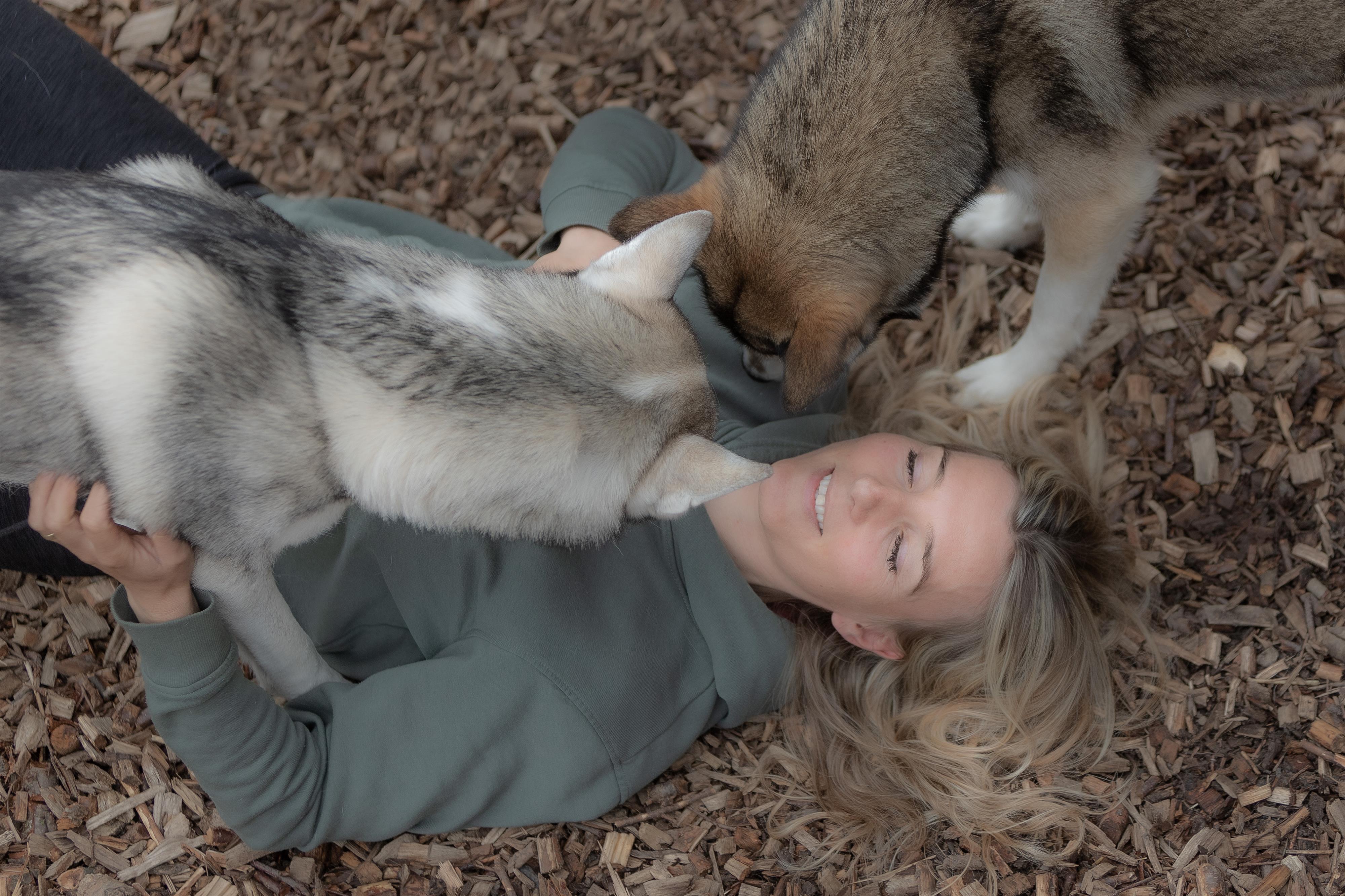 Husky Kuscheln Husky Kuscheln
