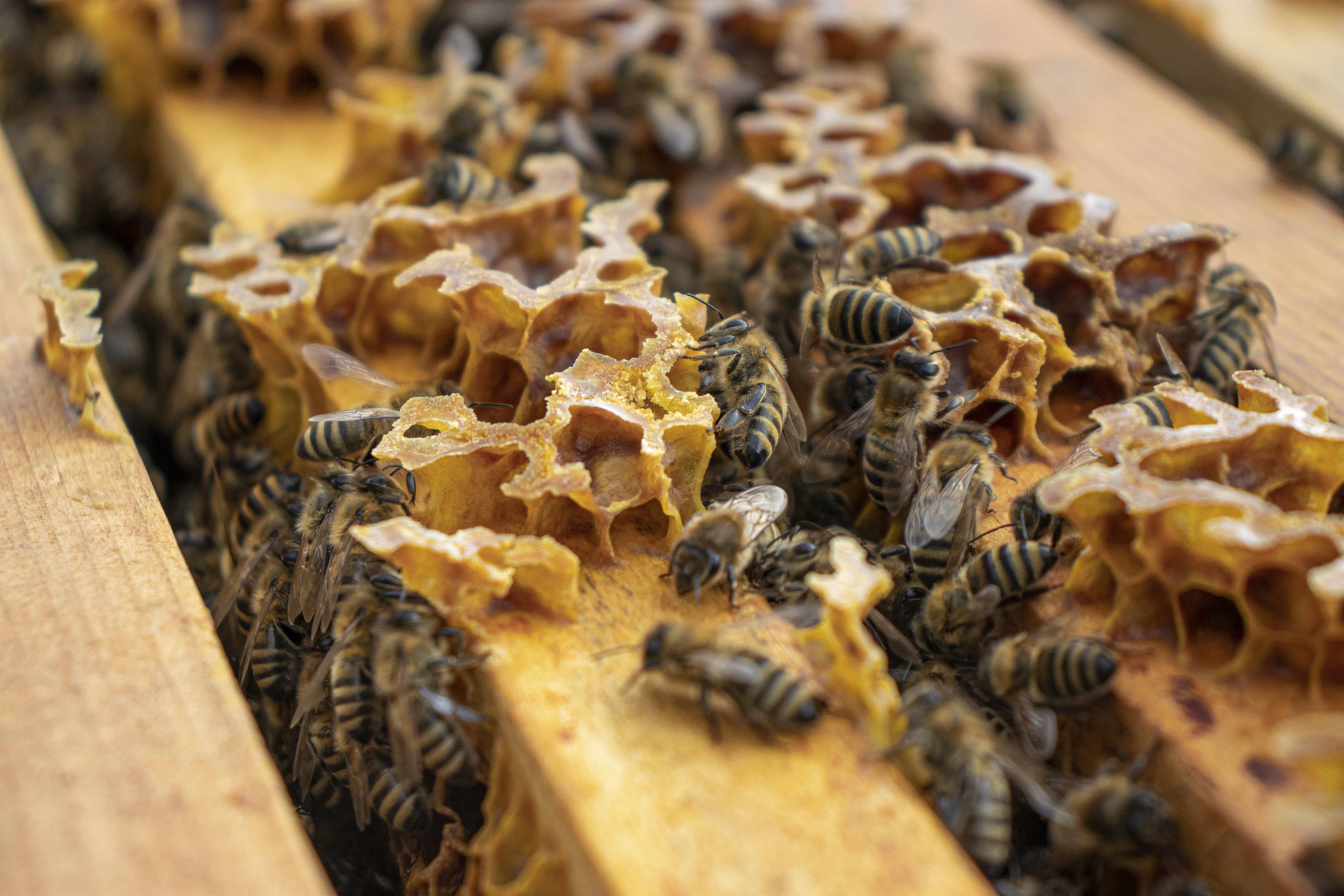 Bienen bei der Arbeit