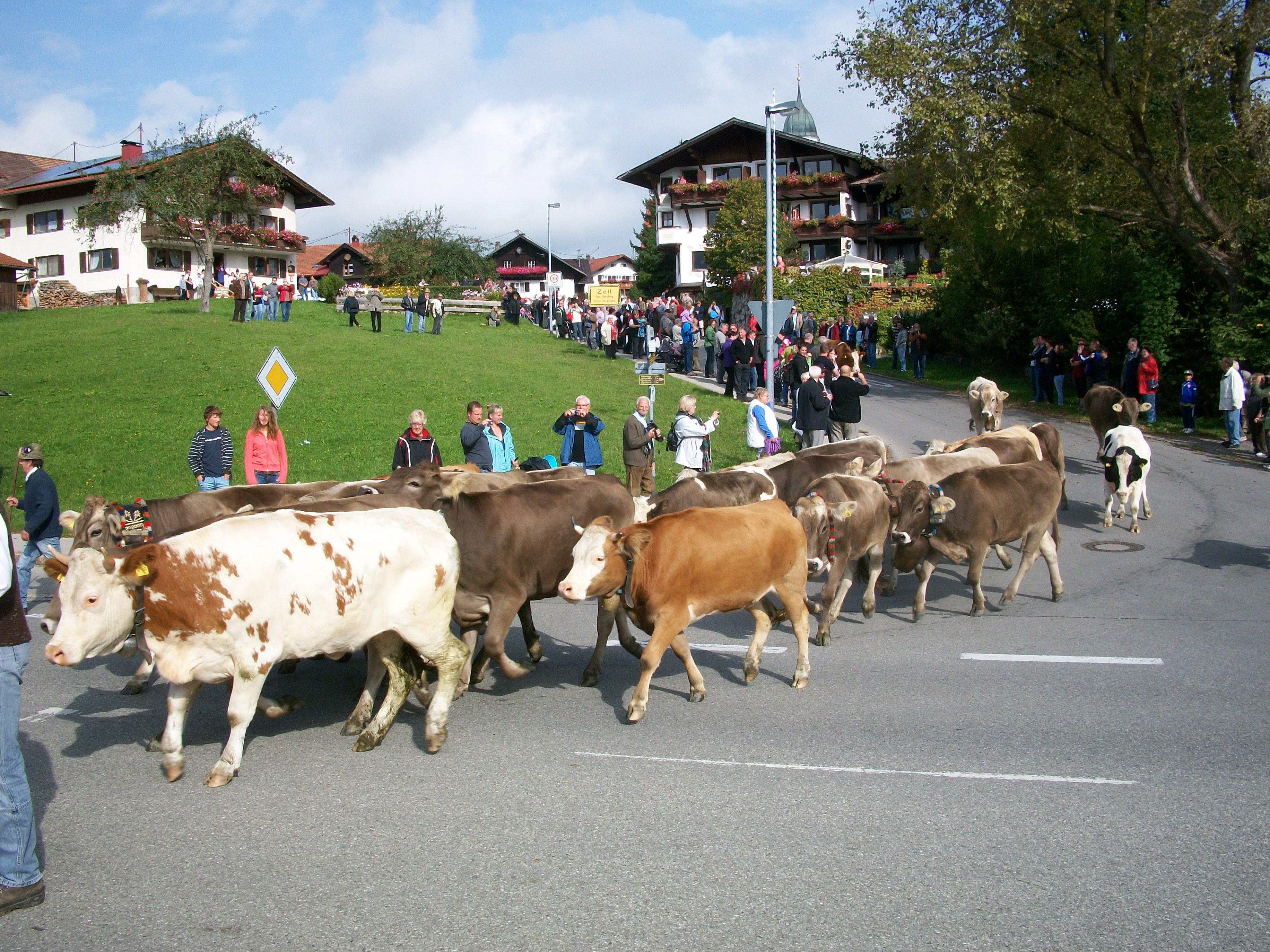 Zell