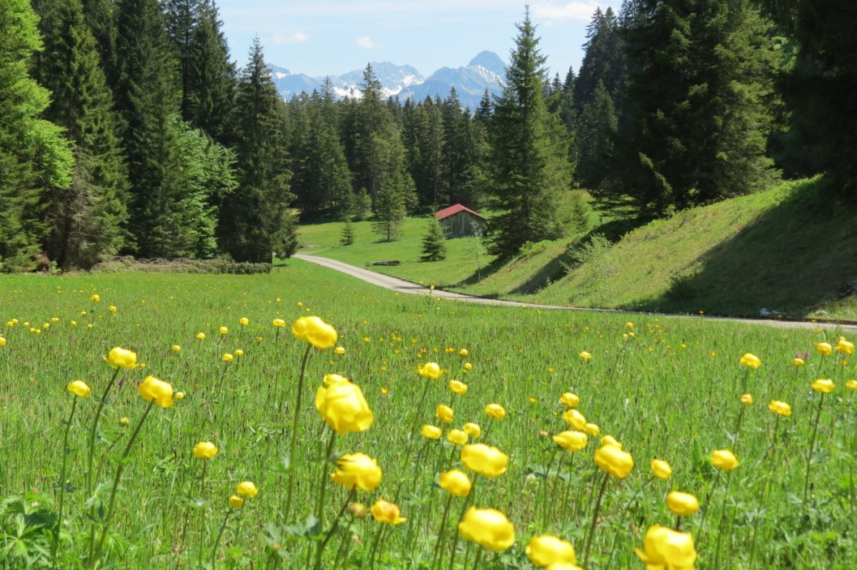 Trollblumen am Engenkopf