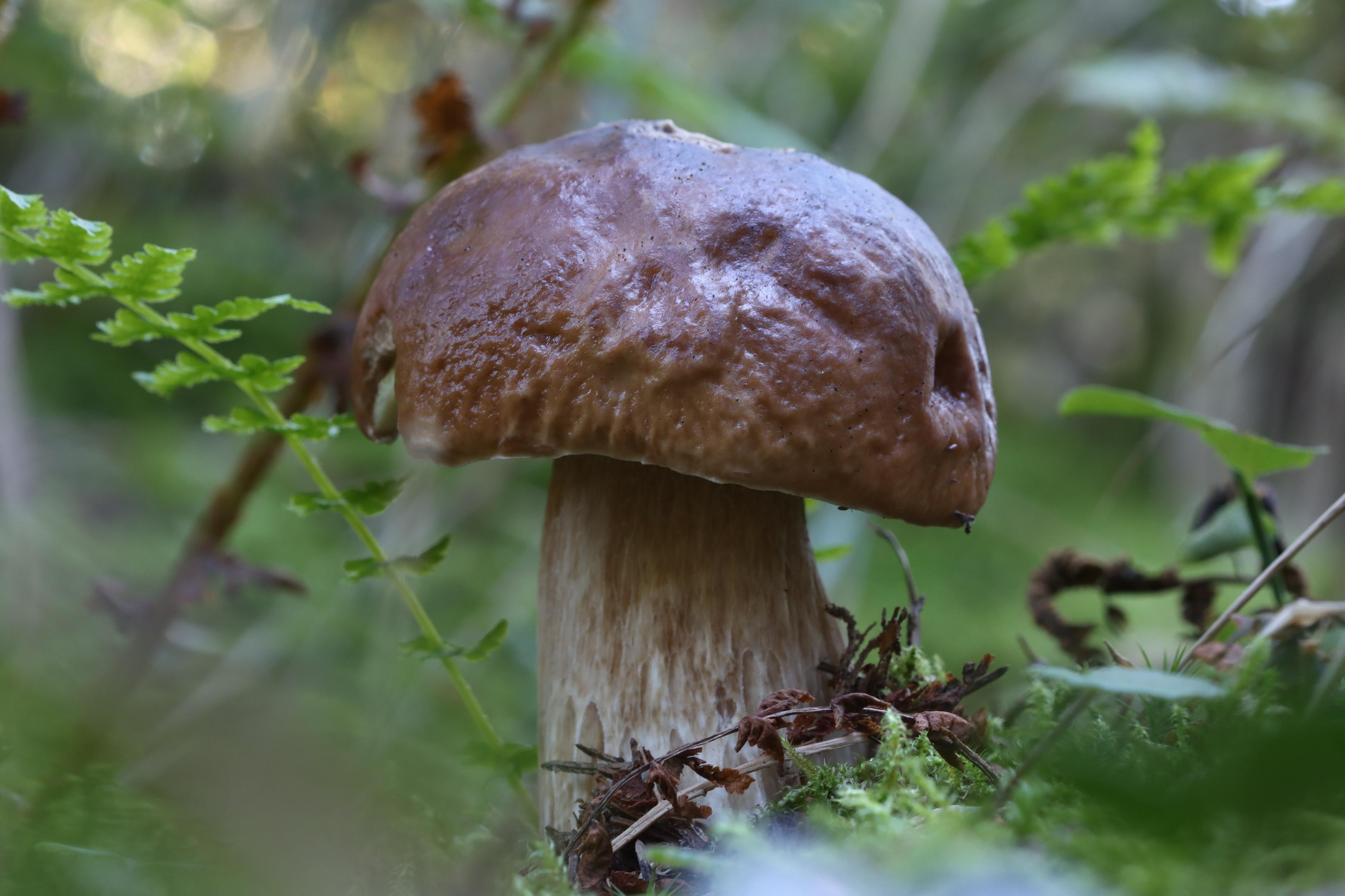 Pilz