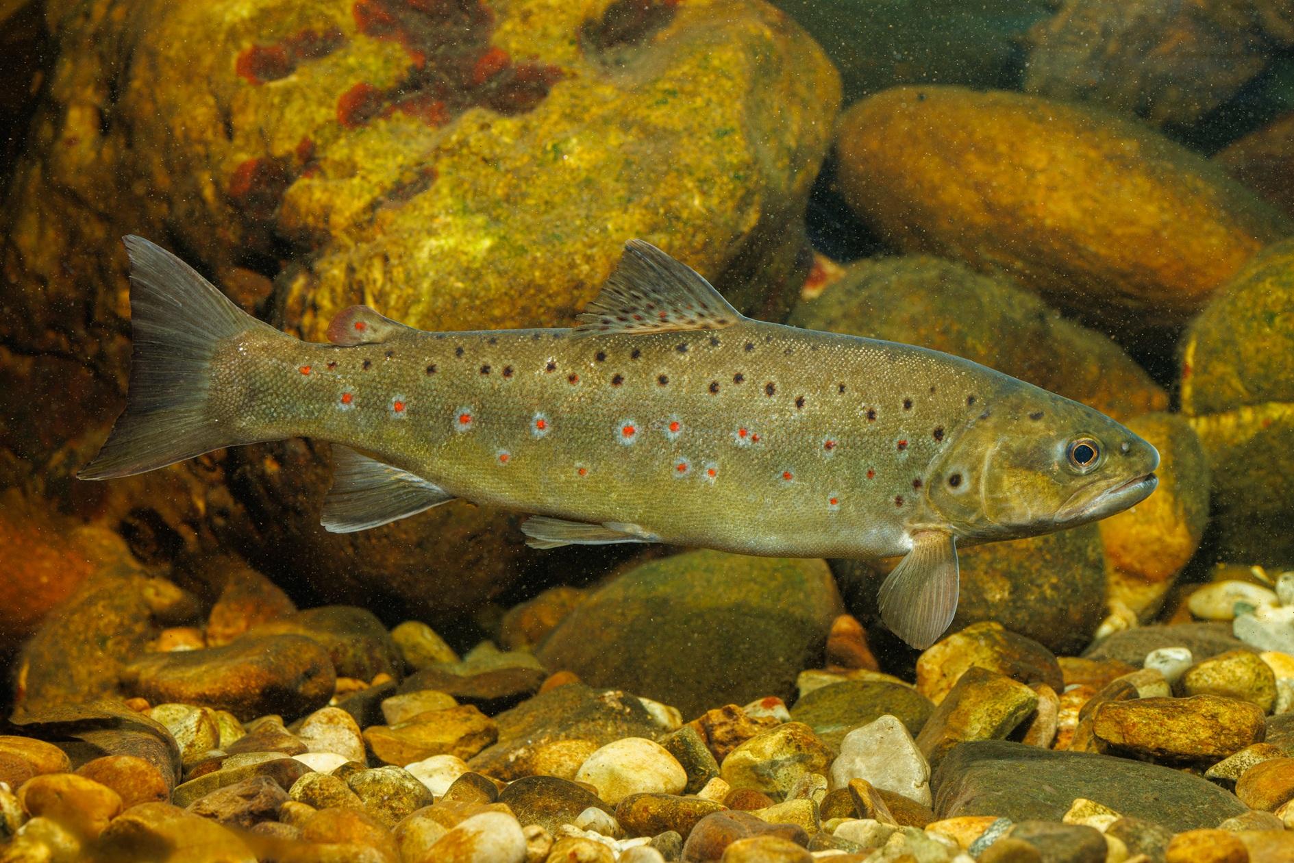 Fisch Fisch