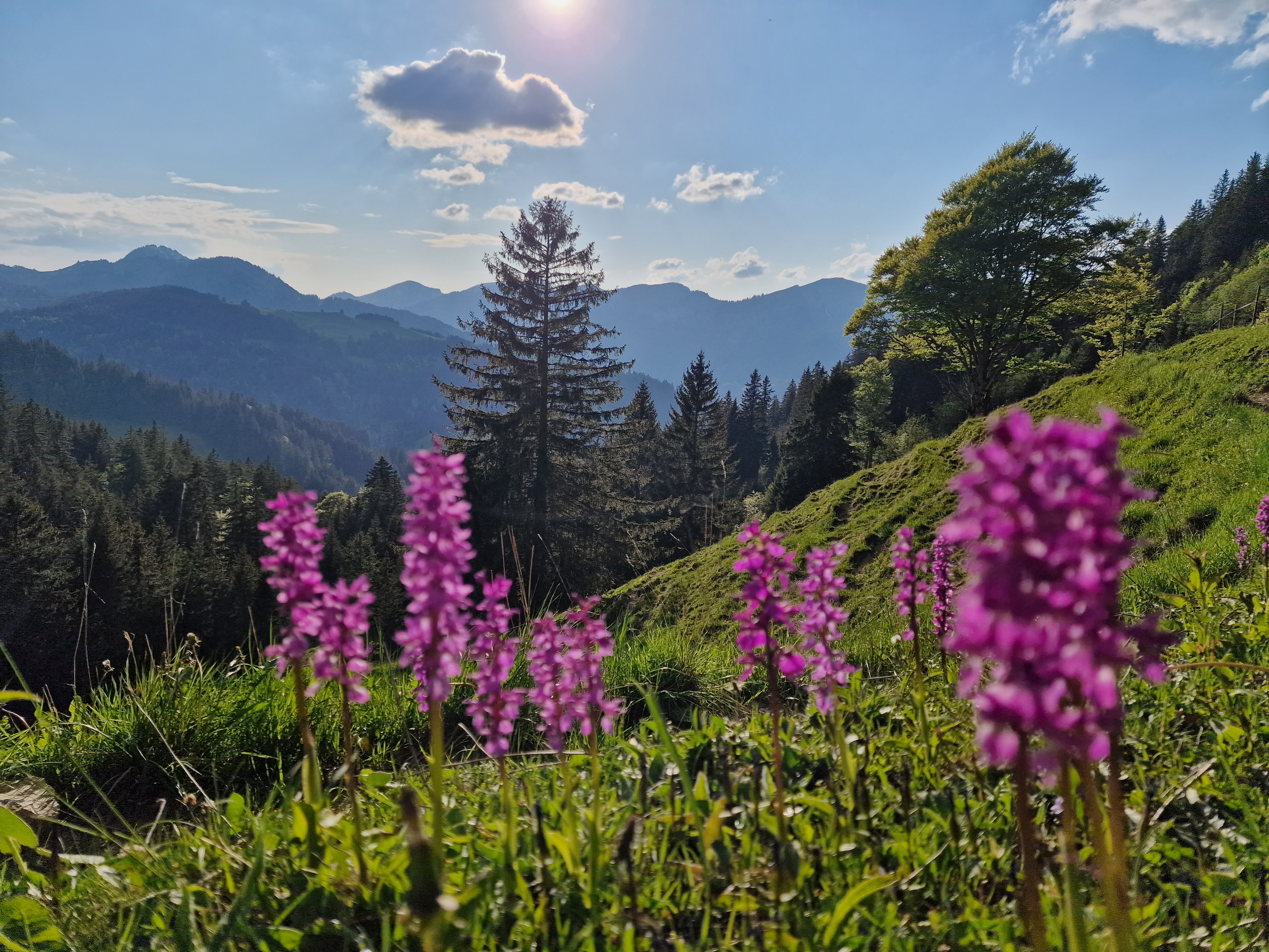 Unterhalb Ofterschwanger Horn ©Touirst-Info Blaichach.jpg Unterhalb Ofterschwanger Horn ©Touirst-Info Blaichach.jpg