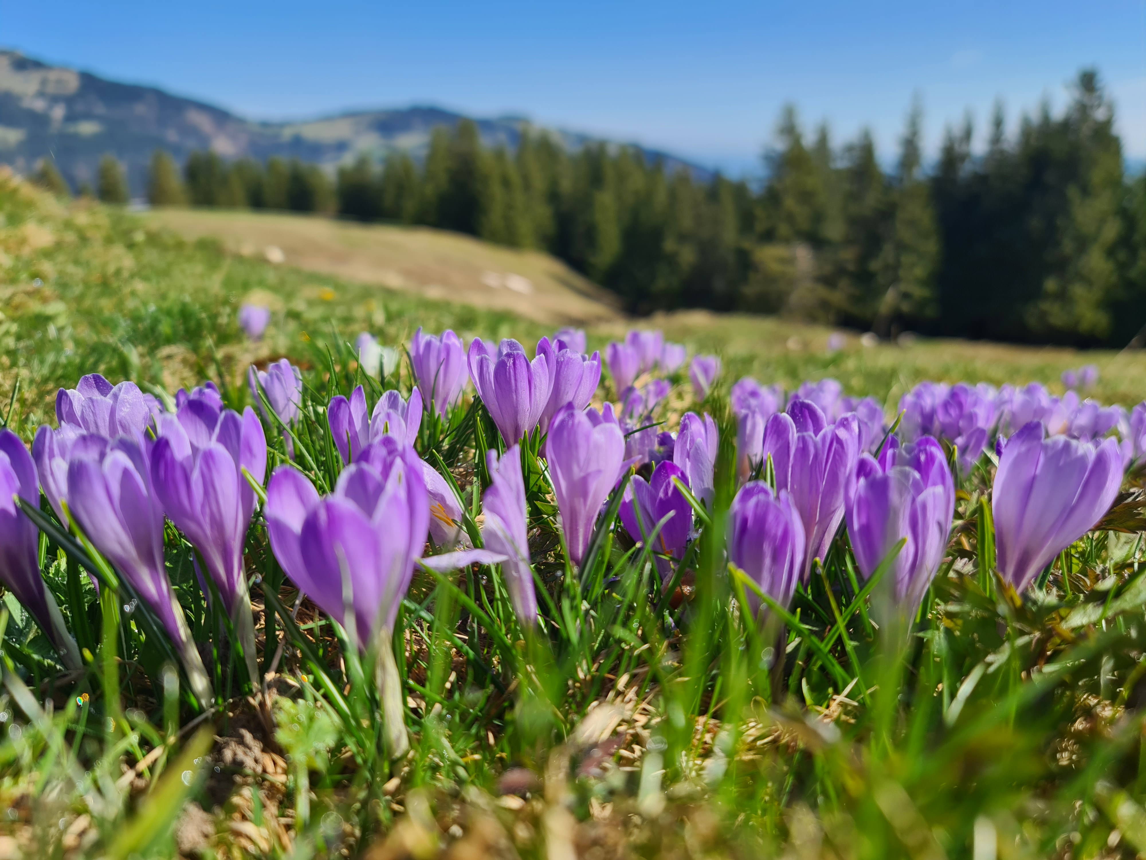 Krokusblüte©Tourist-Info Blaichach.jpg Krokusblüte©Tourist-Info Blaichach.jpg