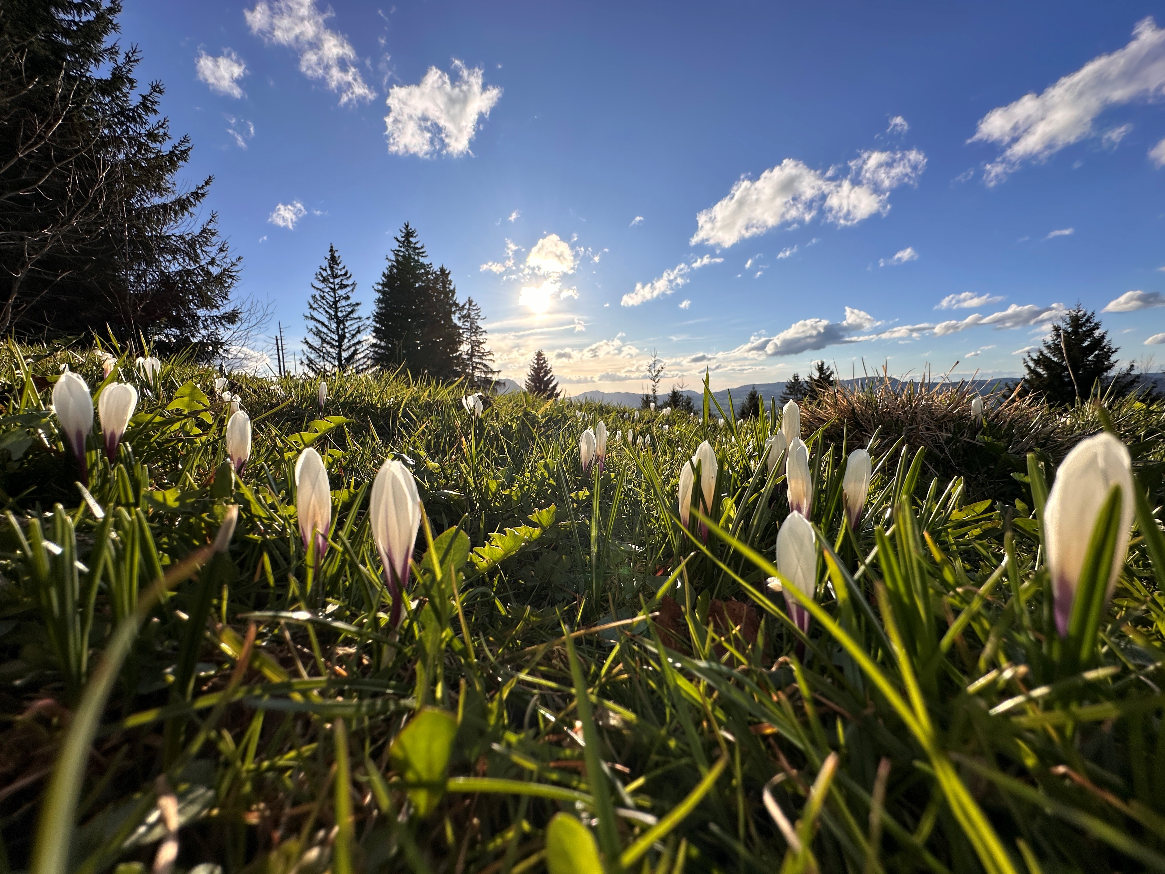 Krokusblüte ©Tourist-Info Blaichach.jpg Krokusblüte ©Tourist-Info Blaichach.jpg