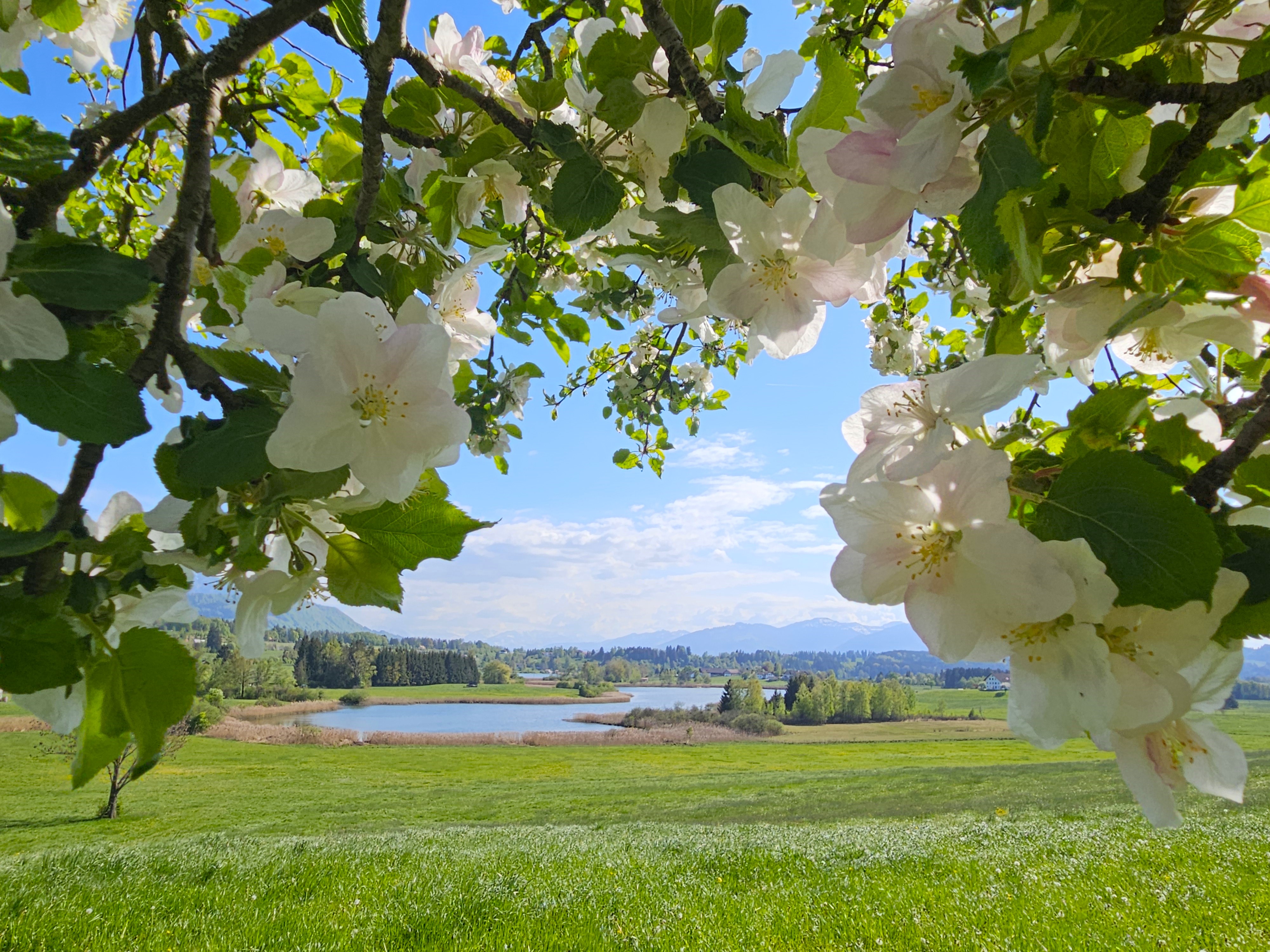 Niedersonthofener See Blüten